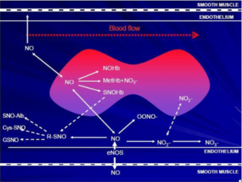 NO pathways