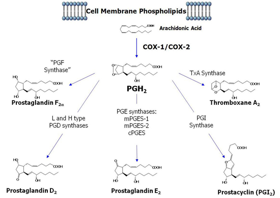 Cell membrane phospholipids