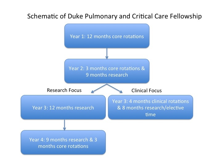 Schematic of duke pulmonary and critical care fellowship