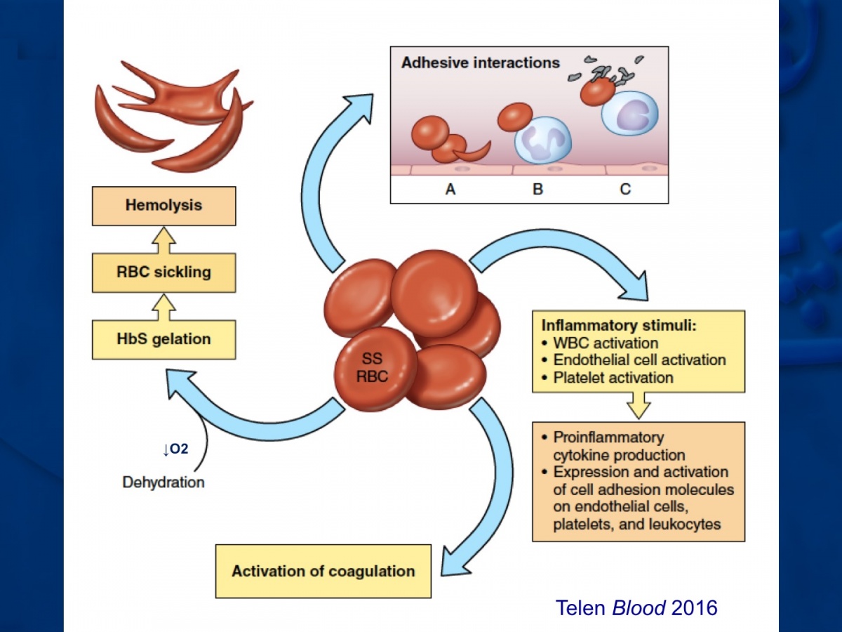 Blood diagram