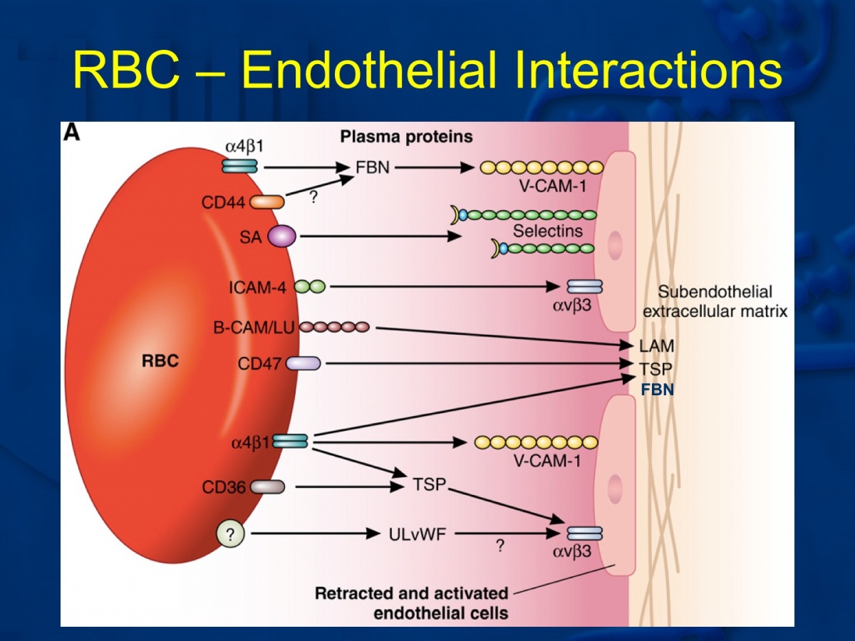 RBC-Endothelial interactions
