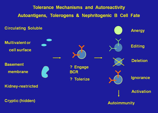 Tolerance mechanisms and autoreactivity