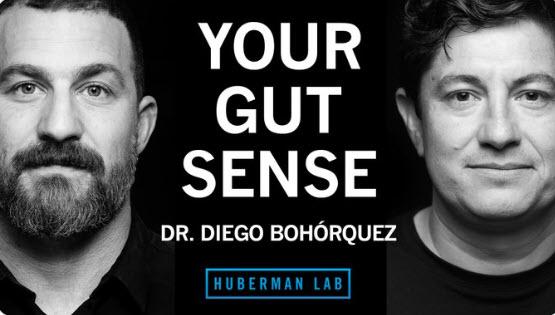 Huberman Lab Podcast Graphic Titled Your Gut Sense
