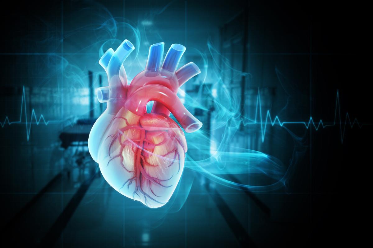Human heart on ecg background