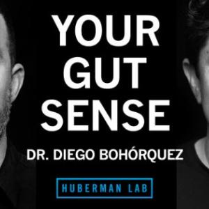Huberman Lab Podcast Graphic Titled Your Gut Sense